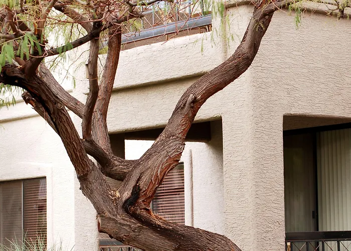 Raintree At South Mountain Preserve